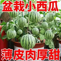 【满5包/包邮】蜜蜂小西瓜种子盆栽薄皮好吃西瓜盆栽西瓜种子