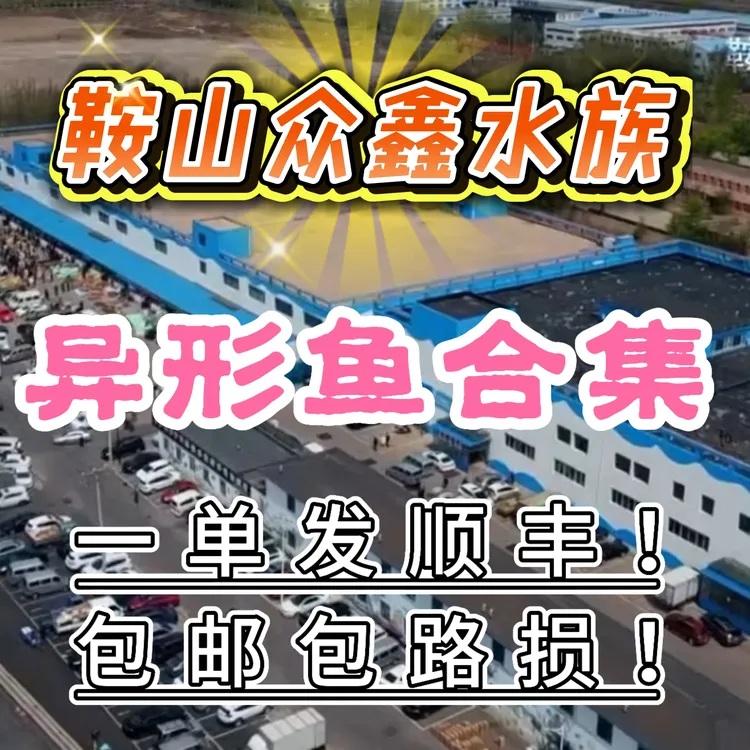 众鑫水族 异型鱼合集 链接