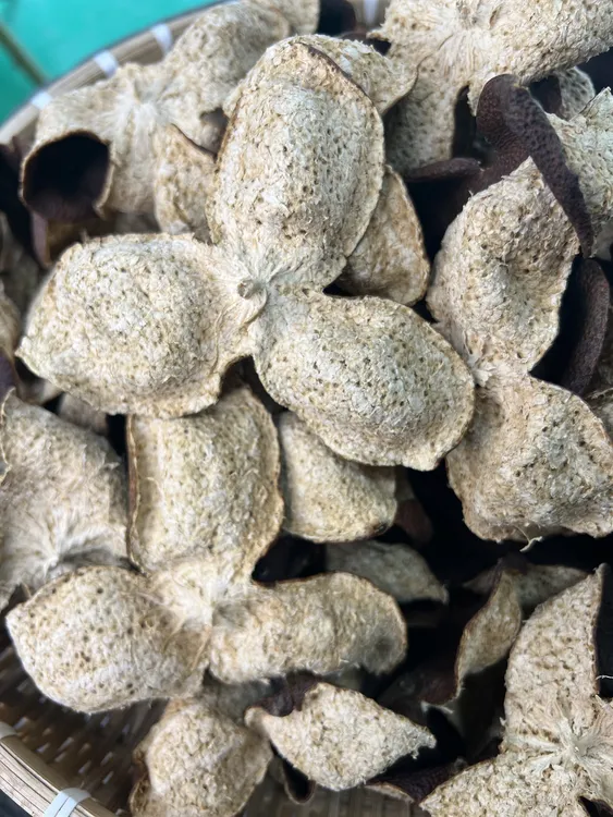 新会陈皮2022年冬后大红皮陈皮口感甜润