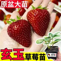 四季玄玉草莓秧苗原土盆粉玉红颜真红美玲天使白黑红果果量爆满