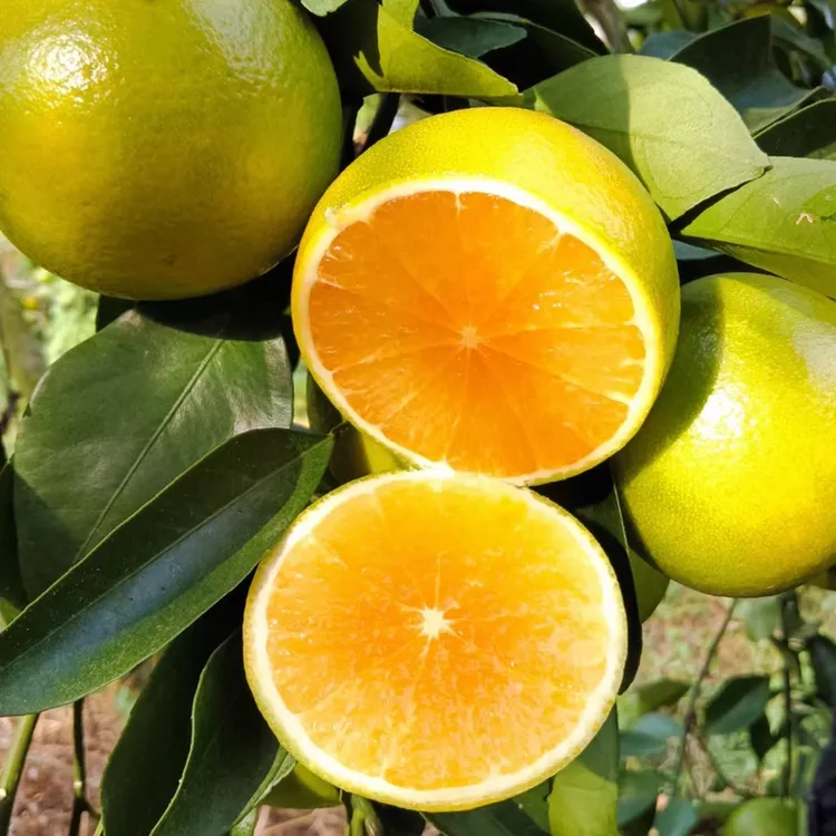 广东正宗红心橙子皮薄多汁果园现摘产地直发红江青皮橙甜当季水果