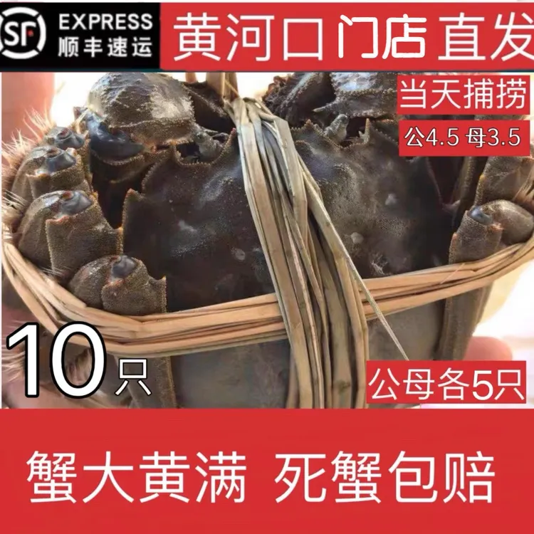 黄河口精品大闸蟹鲜活水产公4.5两 母3.5两10只礼盒装包鲜活
