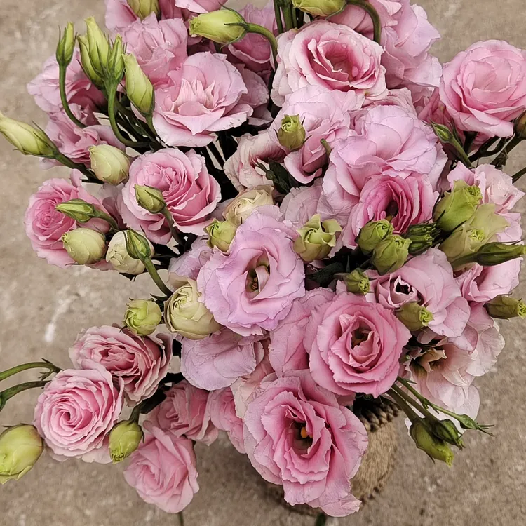 云南昆明鲜花洋桔梗花束基地直发家用插花水养鲜切花