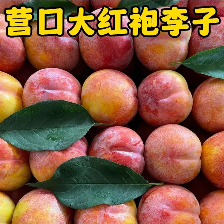 辽宁大红袍李子离核脱骨李净重3斤5斤顺丰或京东快递坏果包赔