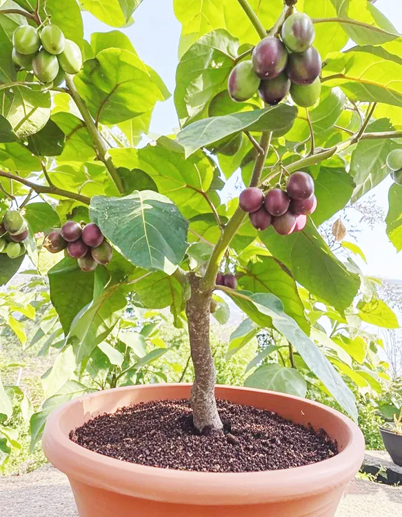 云南大树番茄苗20cm-25cm南北方均可种植盆栽地栽种植一年就结果