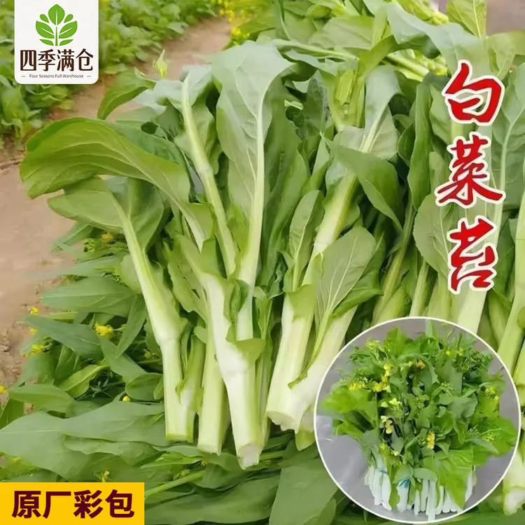 【白菜苔种子】菜种种籽苔菜四季菜心菜苔绿色蔬菜孑菜芯莱菜籽菜种
