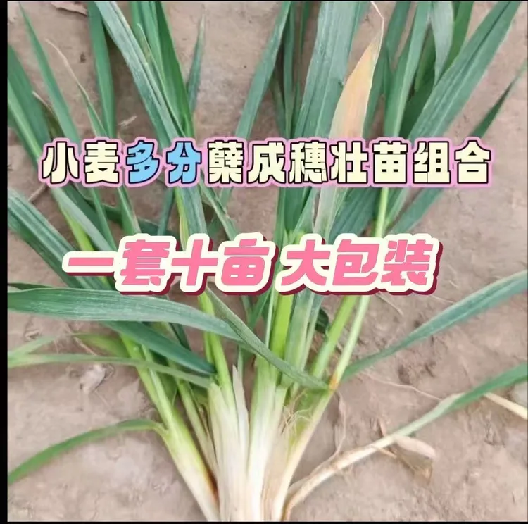 【一套十亩】小麦多分蘖多成穗壮苗生根叶面组合