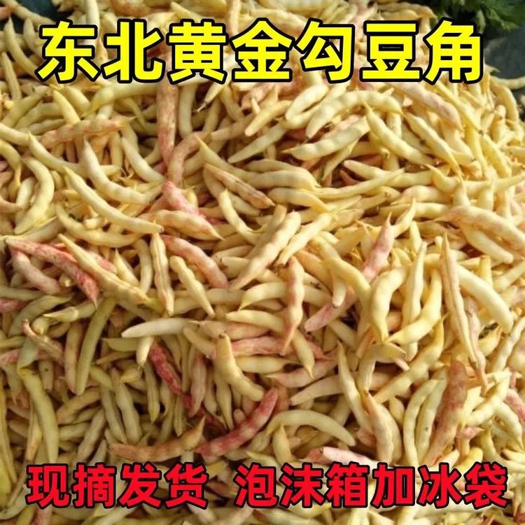 东北黄金勾豆角，新鲜采摘现摘现发，鼓豆好吃面开锅烂