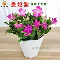 2025网红新款蟹爪兰贵妃紫带花苞阳台室内办公室电视柜好养花期长