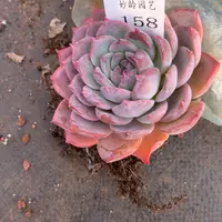 158杂交精品基地9厘米