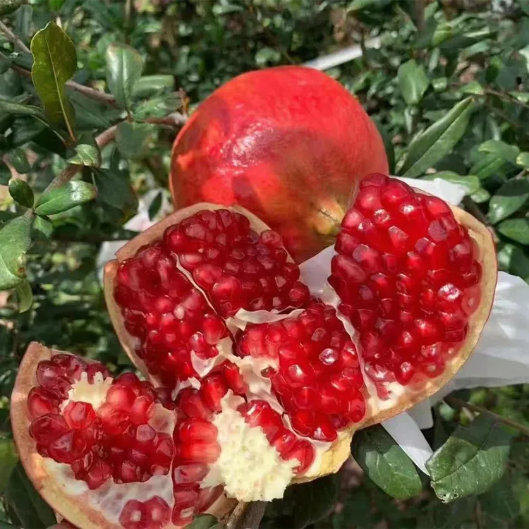 顺丰四川大凉山会理软籽石榴突尼斯软籽石榴红心甜石榴水果5/8斤