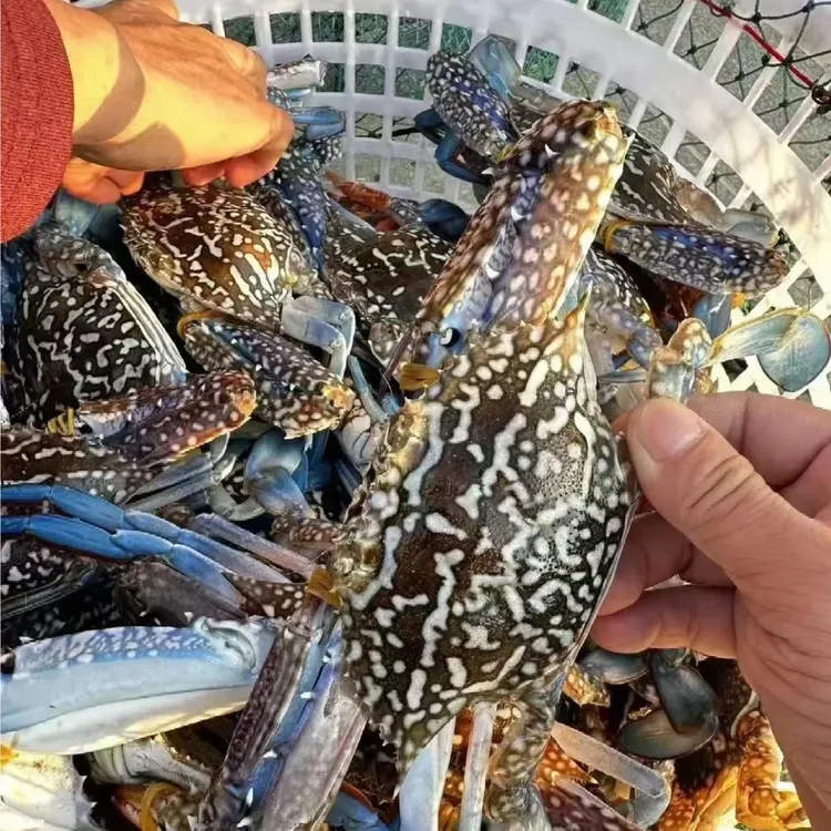 罗鲜汇海捕兰花蟹 （3斤/5-7只）4-6两/只 新鲜挑选远海花蟹【冻蟹】