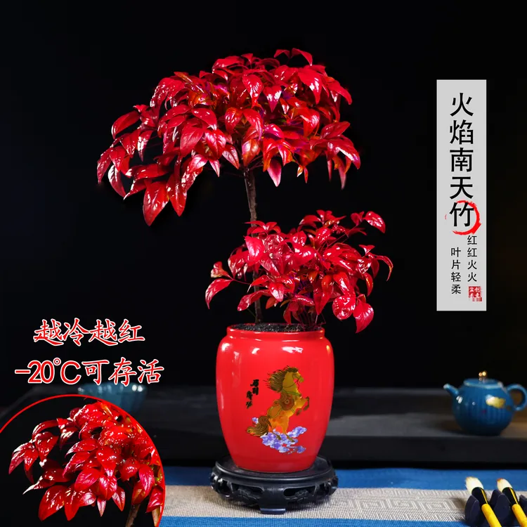 【越冷越红】高低火焰南天竹植物书房绿植桌面盆栽好养易活禅意盆景