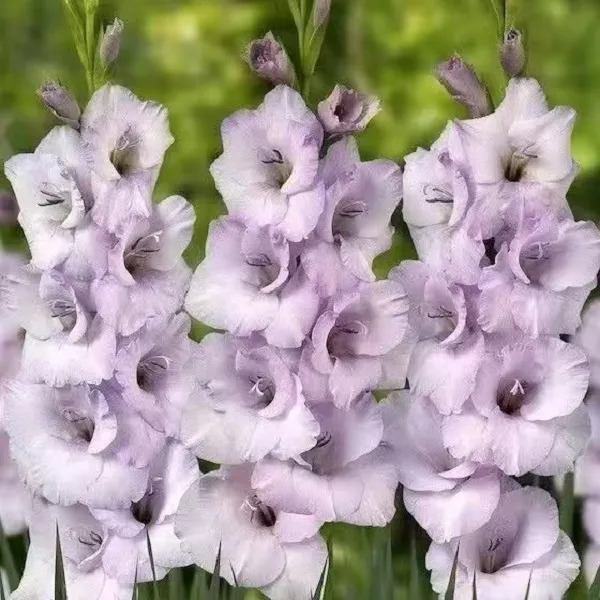 新品【天青紫】荷兰进口唐菖蒲剑兰种球阳台庭院盆栽多年生球根花卉