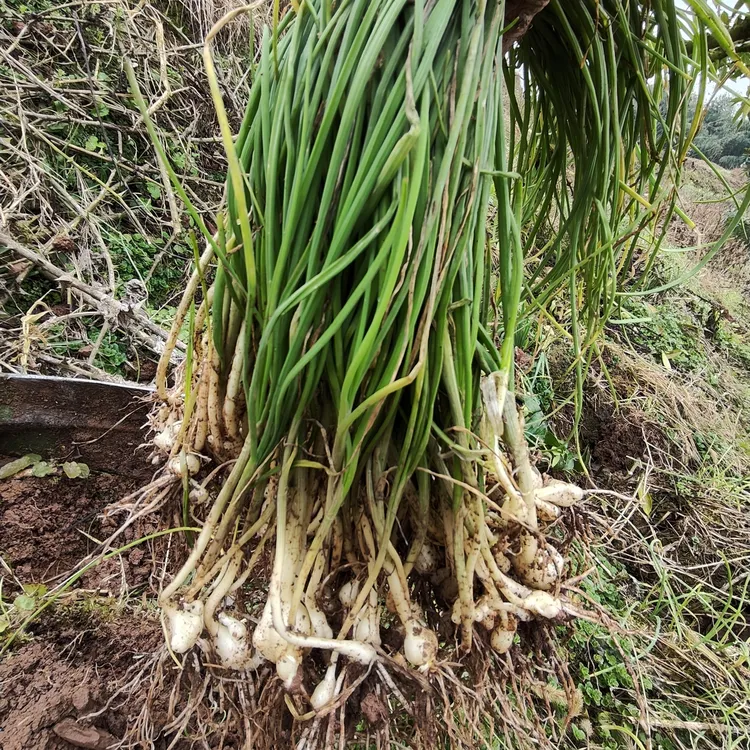 新鲜现挖野葱野蒜小根蒜野胡葱薤白香葱野菜小葱野山葱