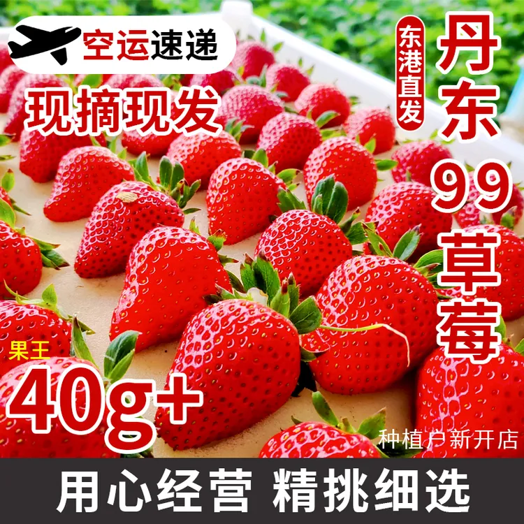 正宗丹东九九草莓香浓口感奶香四溢种植户产地直发顺丰包邮