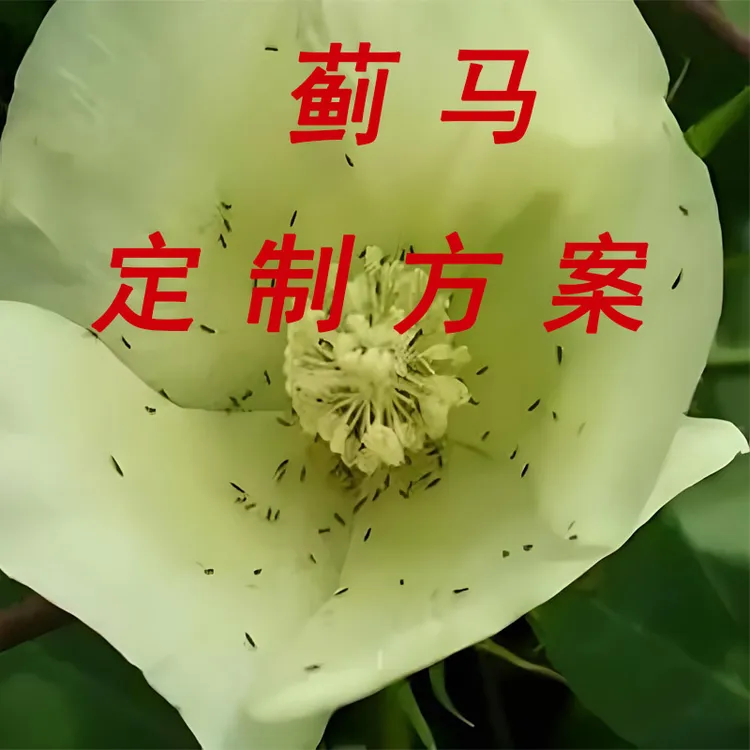 直播专享蓟马定制方案套餐组合