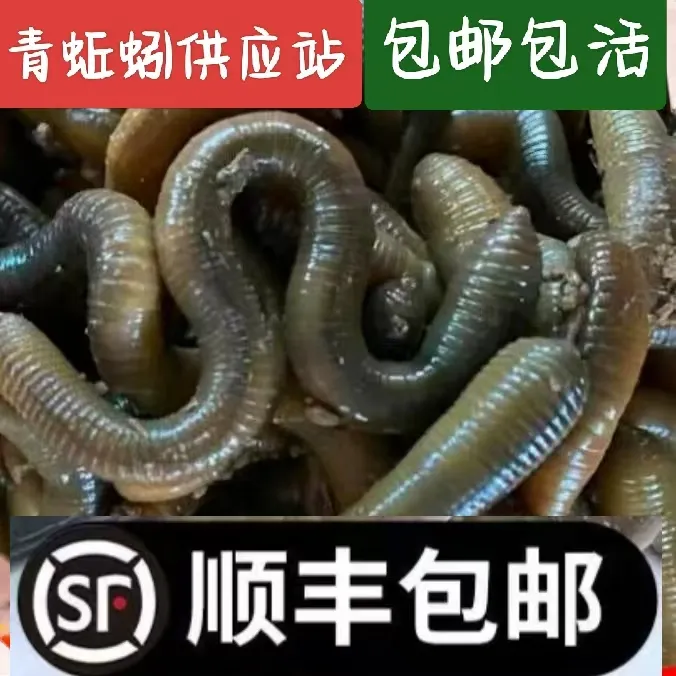 特大号鲜活黑蚯蚓青蚯蚓活体活饵用于钓黄鳝钓鱼土蚯蚓臭蚯蚓