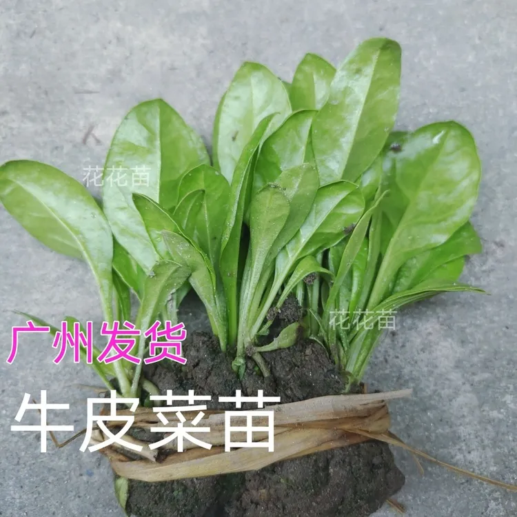 青梗牛皮菜苗新鲜拔苗带泥发货四季阳台盆栽容易种植