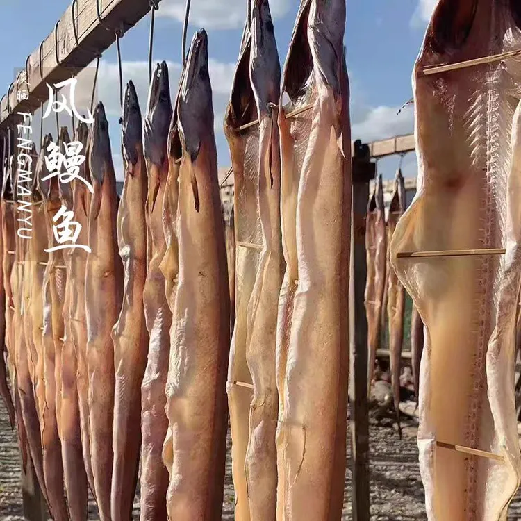 真宗舟山单拖船风鳗 内港鳗别拿外洋鳗来比价格