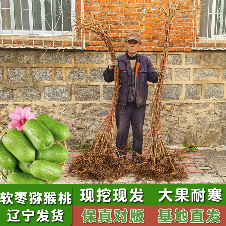 软枣猕猴桃苗果树苗盆栽圆枣狗枣子四季南北方圆枣子丹东龙成树苗