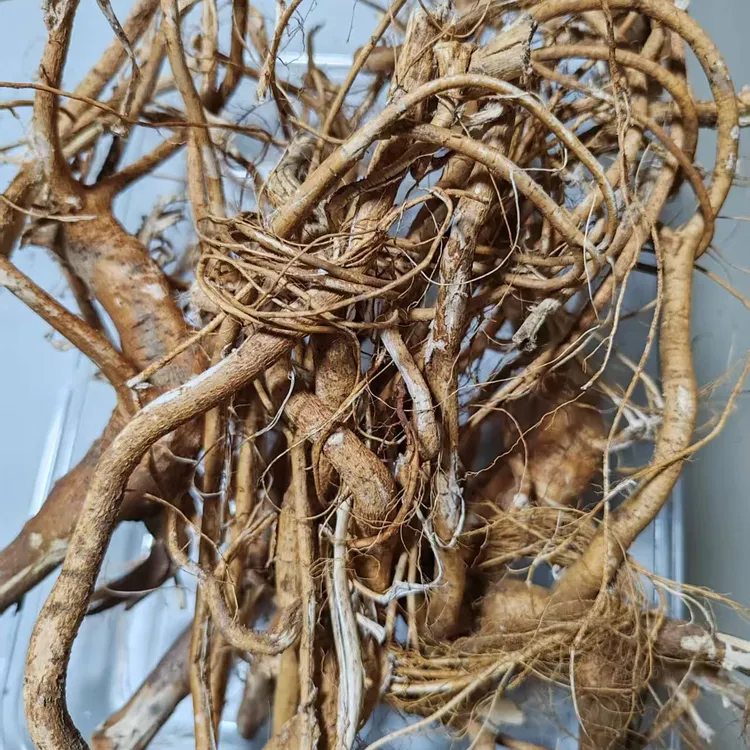 高山野生五指毛桃正宗深山野货五指毛桃鸡汤煲