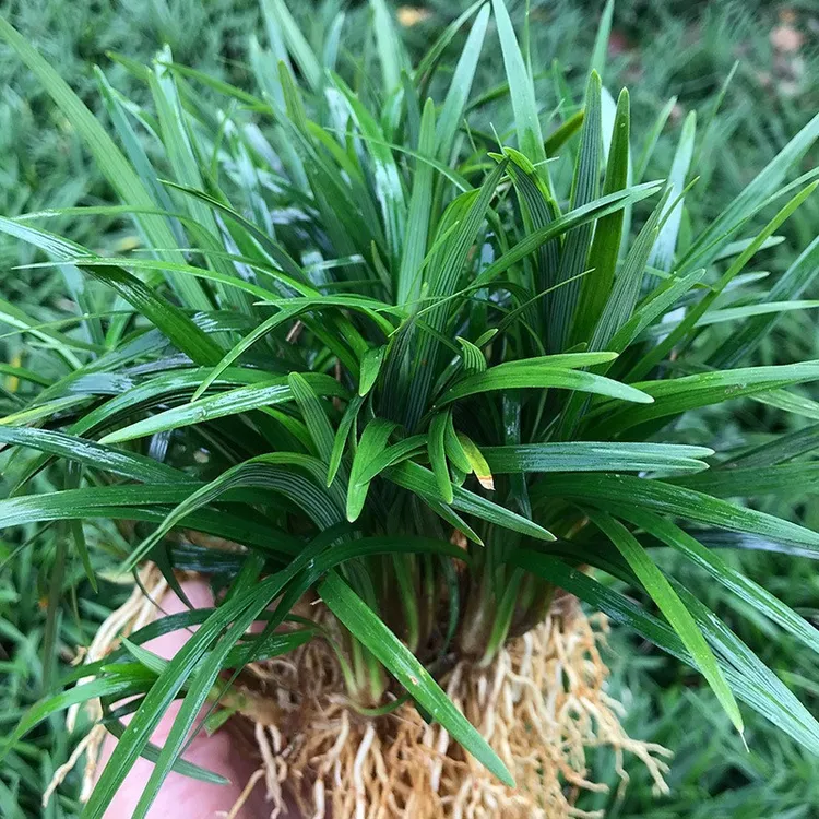 庭院绿化矮麦冬草玉龙草四季常青免修剪草皮耐寒耐热