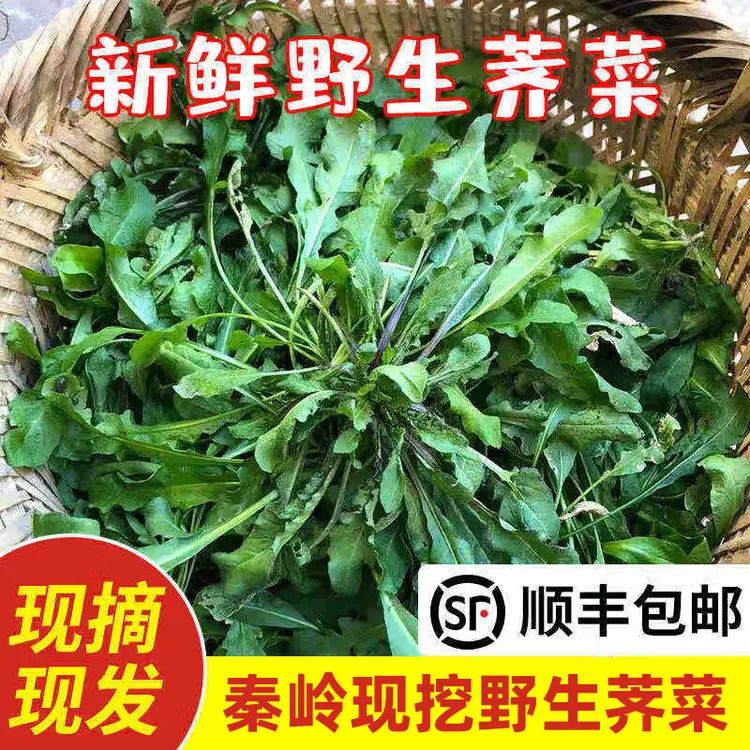 2025新鲜野生现挖农家现摘现发荠菜做混沌水饺春卷野菜顺丰包邮