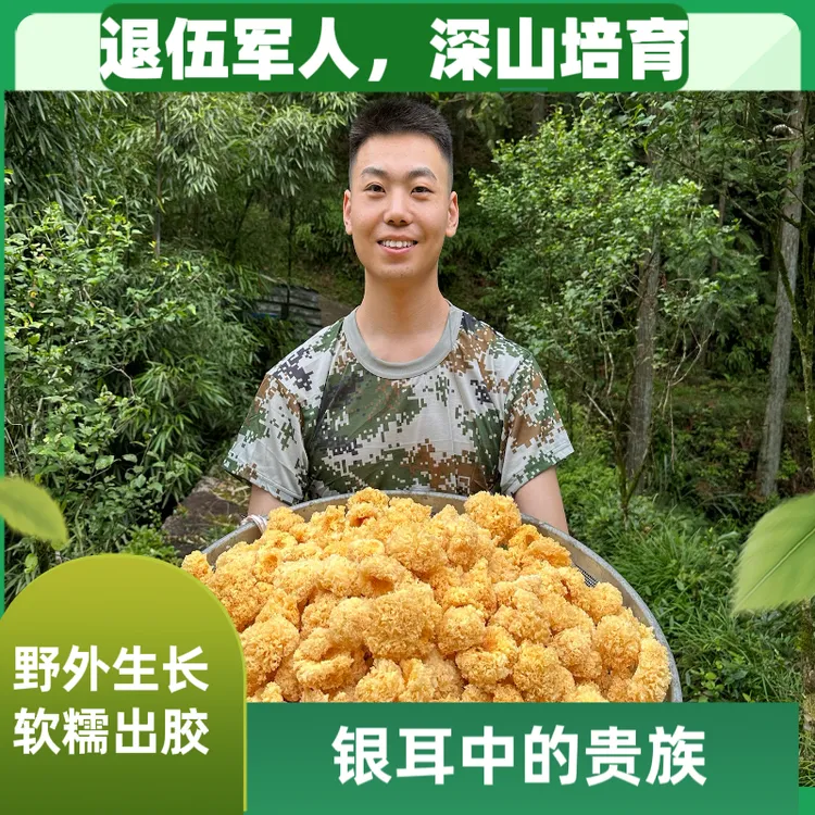 高山仿野椴木小银耳无熏硫易出胶软糯香甜入口即化老人小孩孕妇