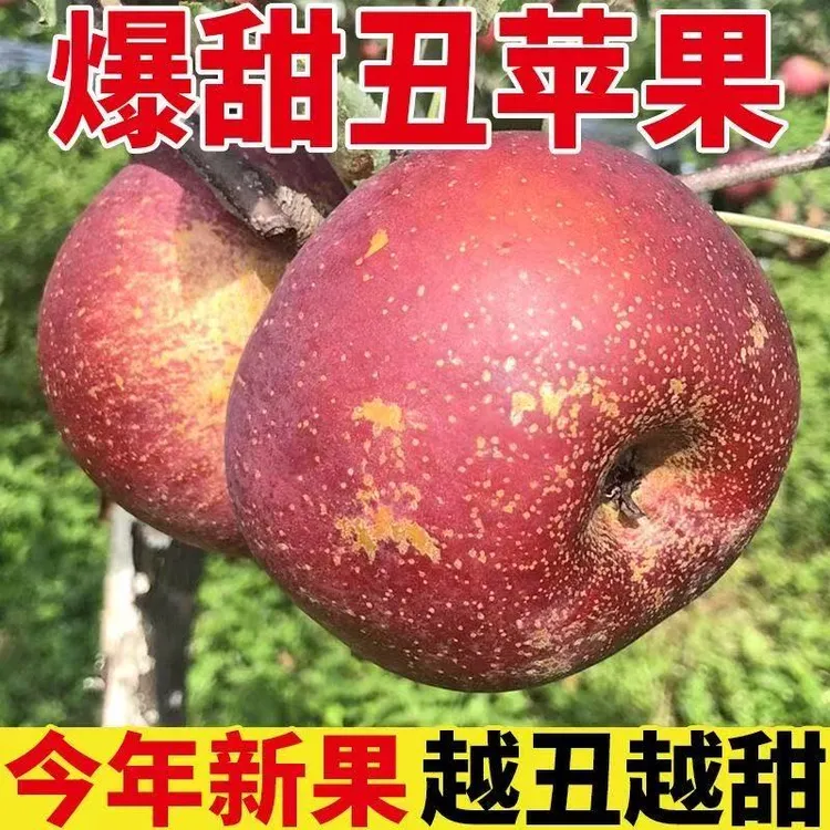 【新鲜采摘】正宗2025年四川大凉山丑苹果孕妇水果脆甜多汁产地直发