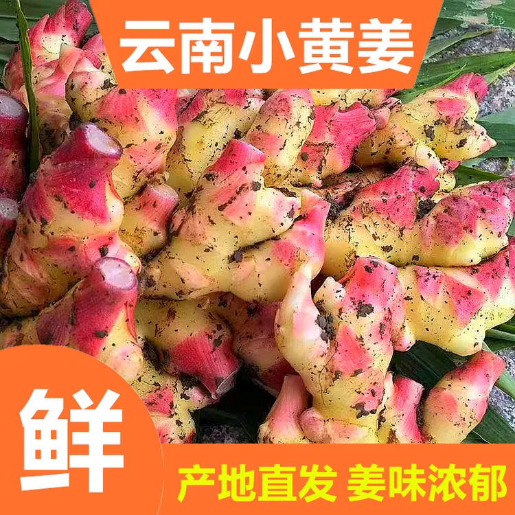 与辉专属云南高山小黄姜产地直发新鲜现挖辛辣十足姜味浓郁适合泡姜凉拌