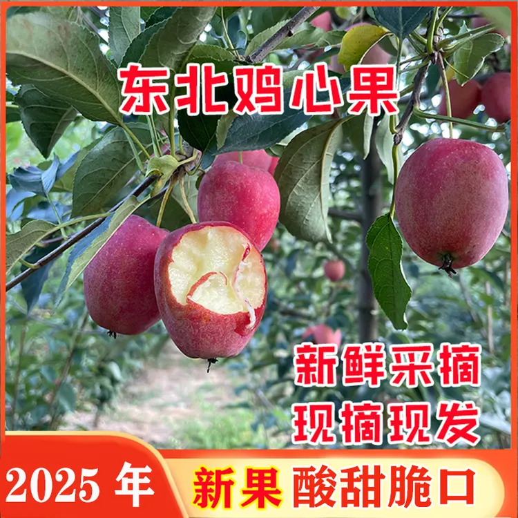 2025年 鸡心果 东北延边锦绣海棠贵 酸甜可口新鲜应季现摘现发