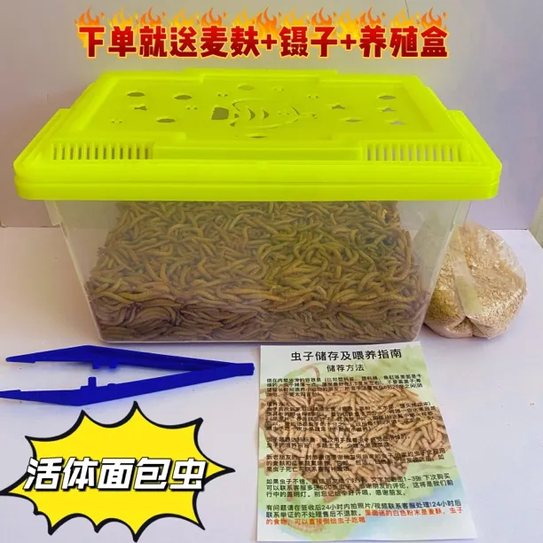 黄粉虫鲜活面包虫石蛙八哥鹦鹉活画眉钓鱼活高蛋白虫子蝎子饲料