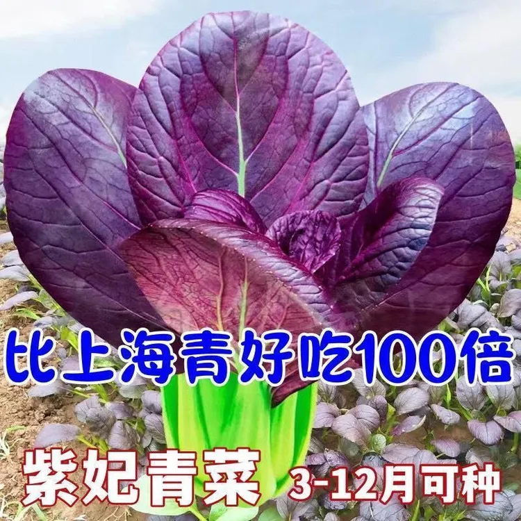 紫妃上海青紫罗兰油菜新鲜紫色苏州青四季播种高产蔬菜紫油菜