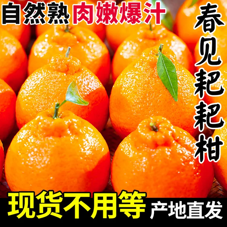 【现货速发】正宗四川春见耙耙柑新鲜水果粑粑柑橘子当季丑桔八怪