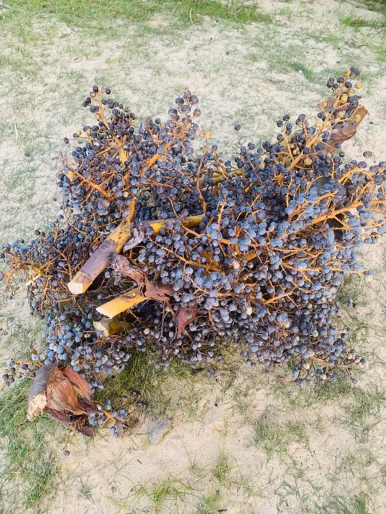 非金属木质手链 棕榈籽 金佛草菩提 自然成熟不易缩水可做手串