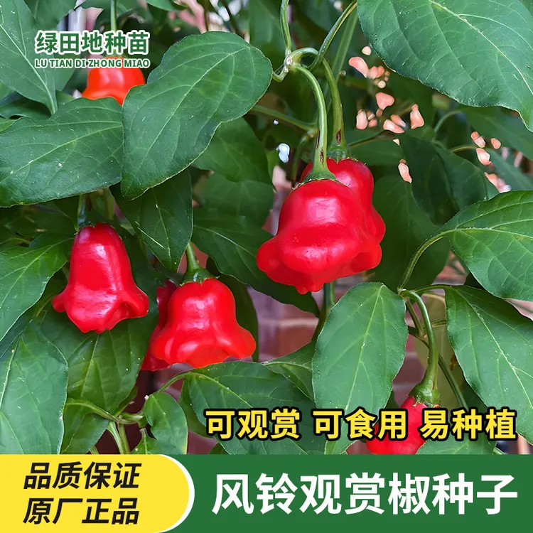观赏风铃椒种子灯笼椒元宝椒种籽观赏辣椒可食用四季阳台蔬菜种子