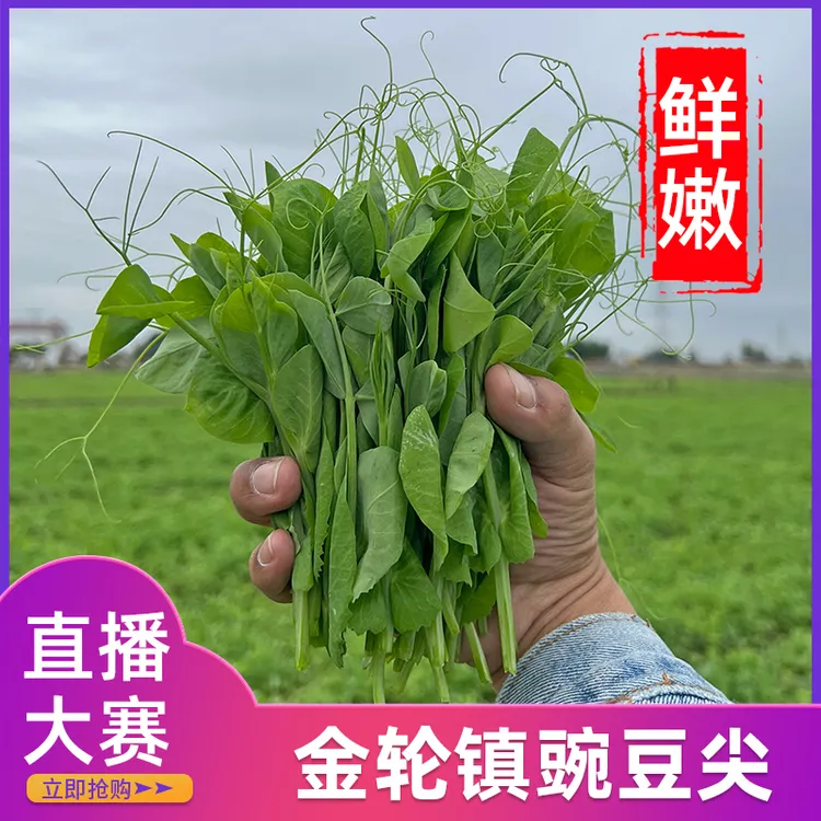【金轮镇直播大赛】四川新鲜豌豆尖鲜嫩农家蔬菜豆苗豌豆颠