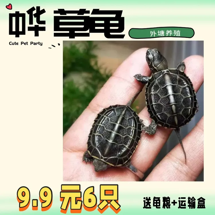 【每只2-3厘米】6只中华草龟金线草龟墨龟送龟粮包邮包活