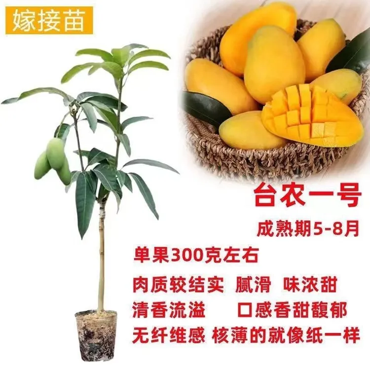 台农芒果树苗正品嫁接苗南方果树苗地栽盆栽阳台庭院种植当年结果