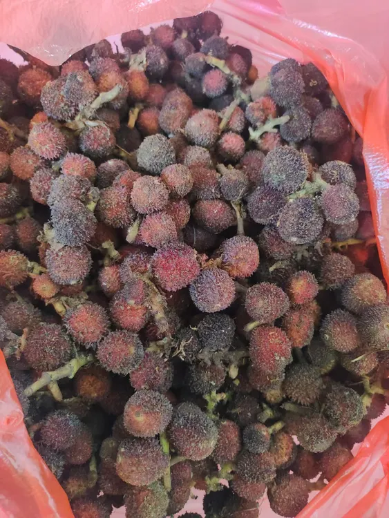 春砂仁鲜果浸蜂蜜泡酒煲汤滋补食材
