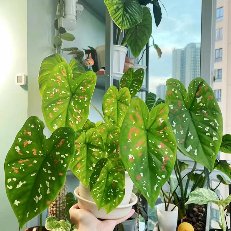 正宗弗里达小丑彩叶芋种球一物一拍半个月到一个月爆芽生长