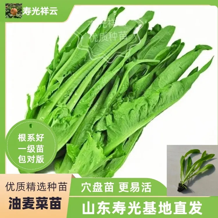 山东寿光米香油麦菜苗秧带土大叶各种蔬菜种子四季农家庭院盆栽
