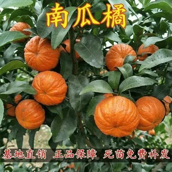 四川嫁接南瓜桔树苗橘子苗丑橘苗爱媛38春见砂糖橘子柚子蜜桔苗