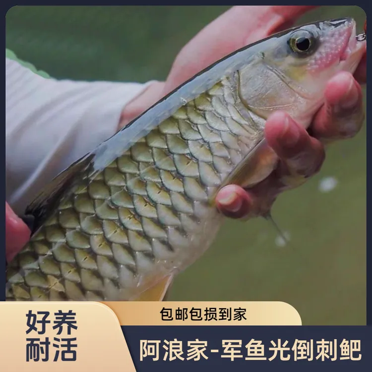 【正品保证】大尺寸军鱼冷水鱼原生鱼黄娟鱼宠物鱼观赏鱼