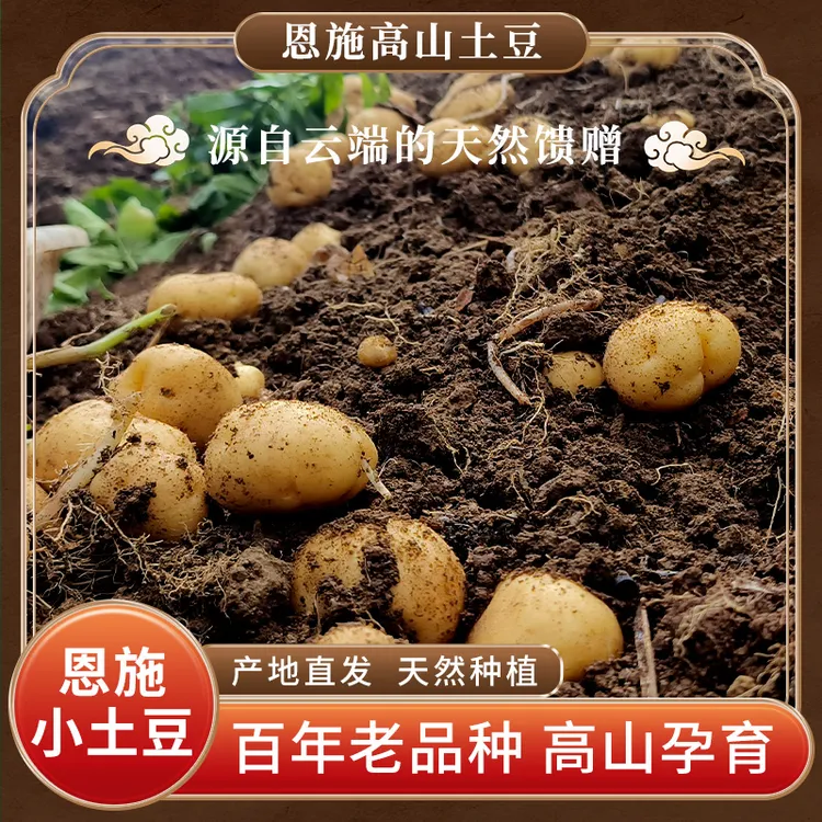 恩施高山小土豆恩施小土豆正宗洋芋小洋芋