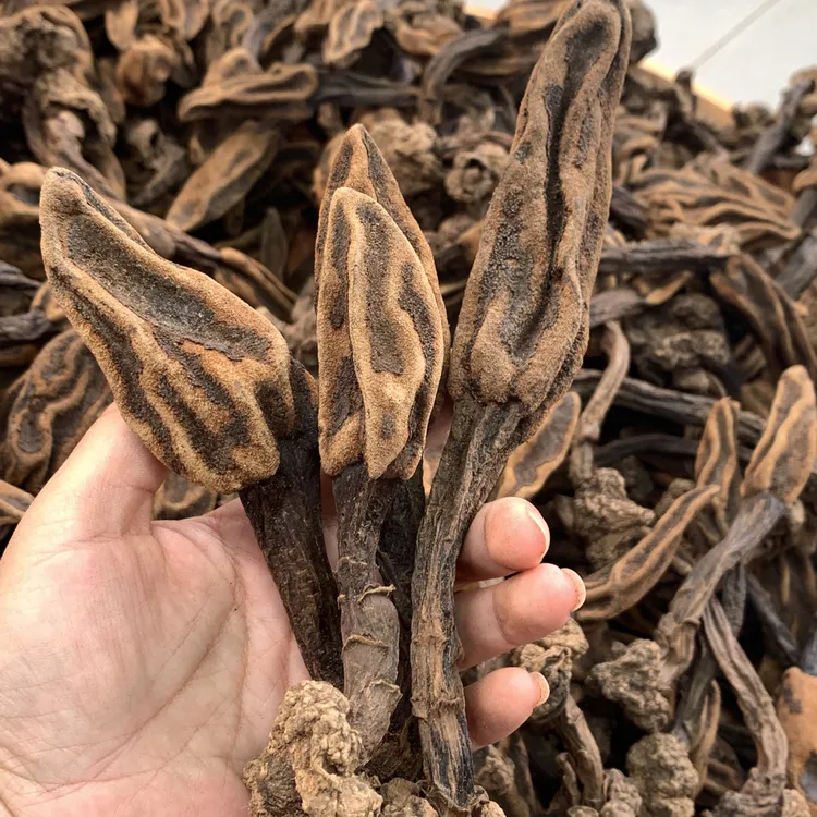 干货蛇菰菌可煲汤泡酒HCC