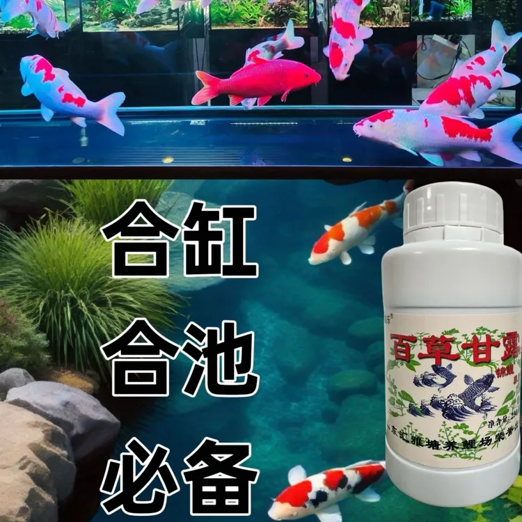 【合池消毒】锦鲤养护应对趴地趴缸细菌交叉感染烂鳍烂尾烂肉等问题