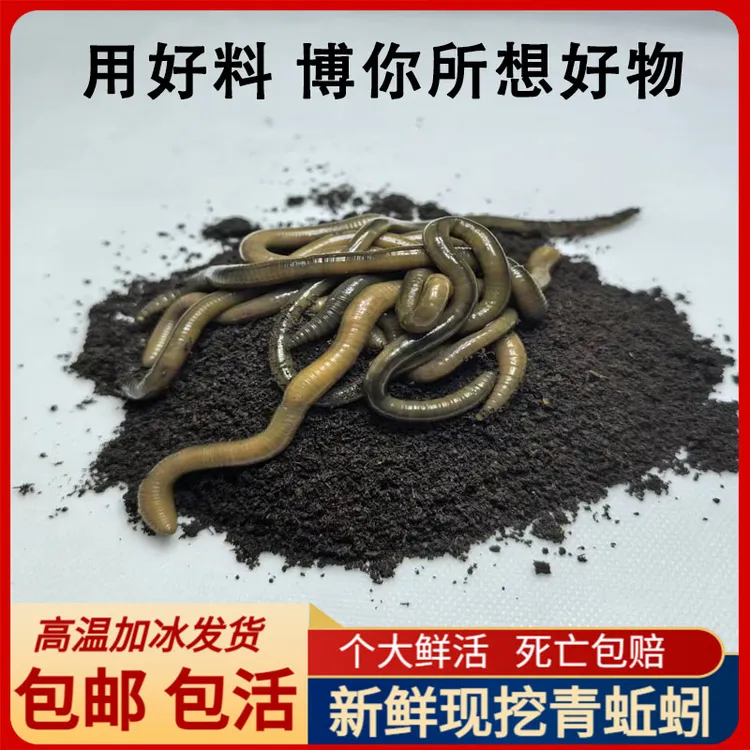 新鲜活体大号青新鲜垂钓鲜活黑新鲜钓黄鳝中号臭新鲜腥味死亡包赔