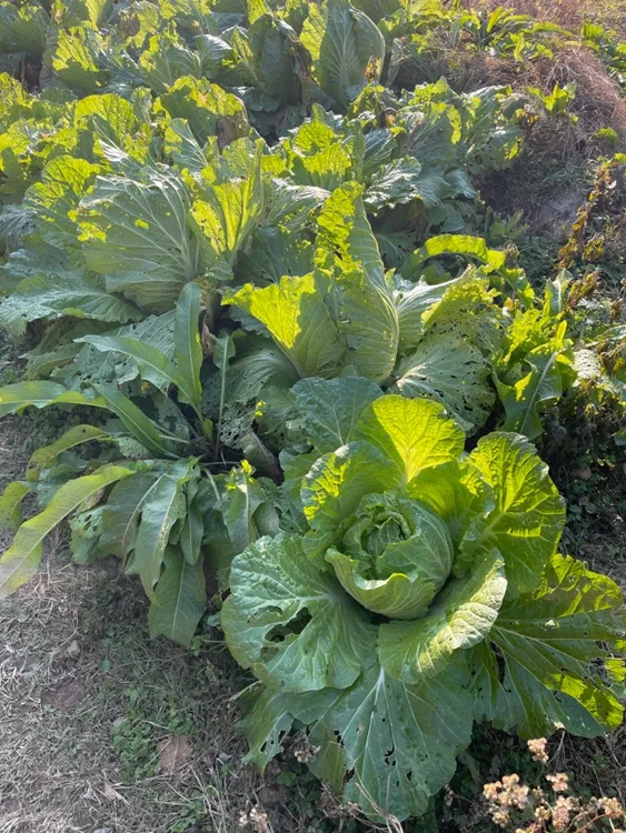 农家大白菜（农家肥自由生长包邮）